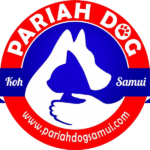Pariah Dog Koh Samui