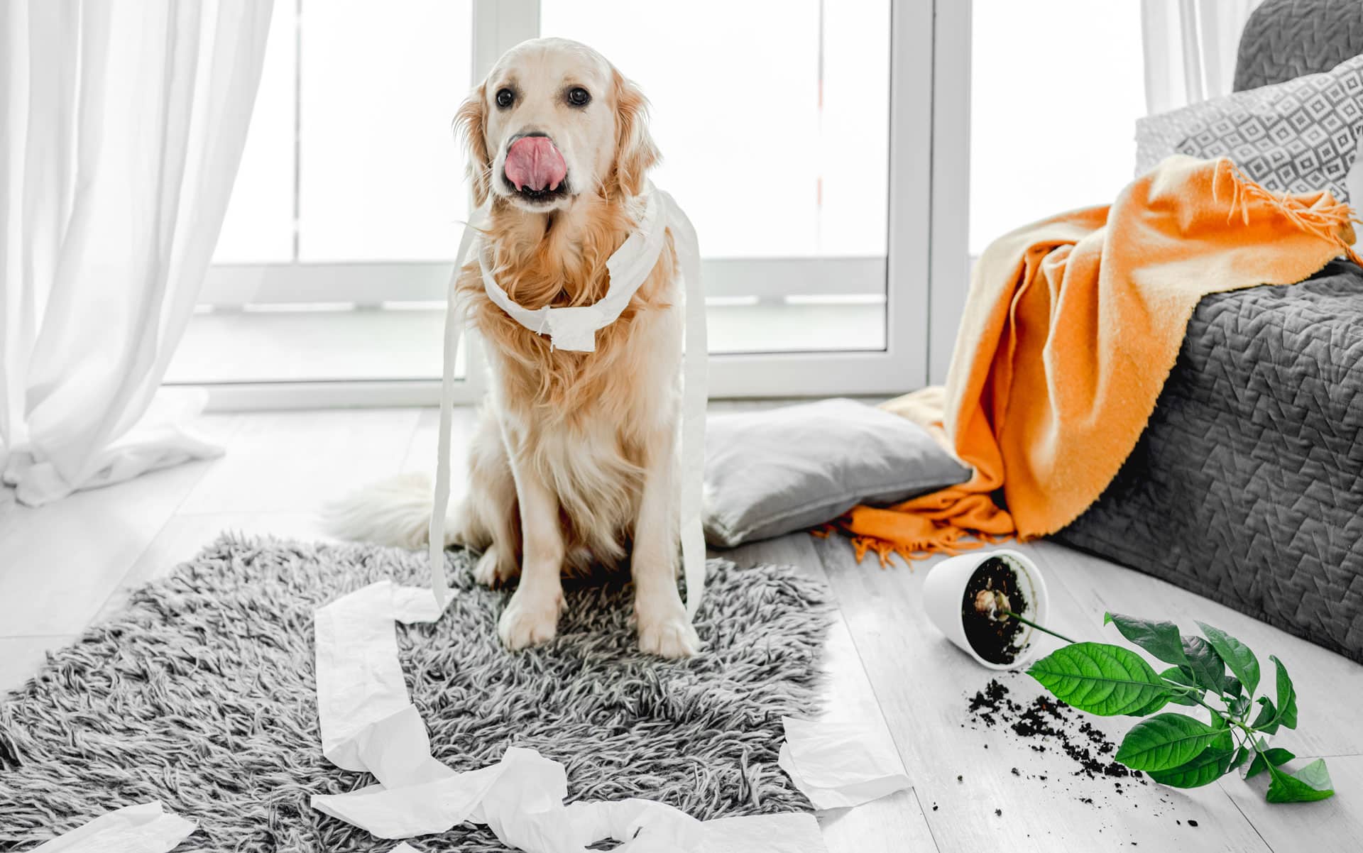 Preparing Your Home For a New Dog