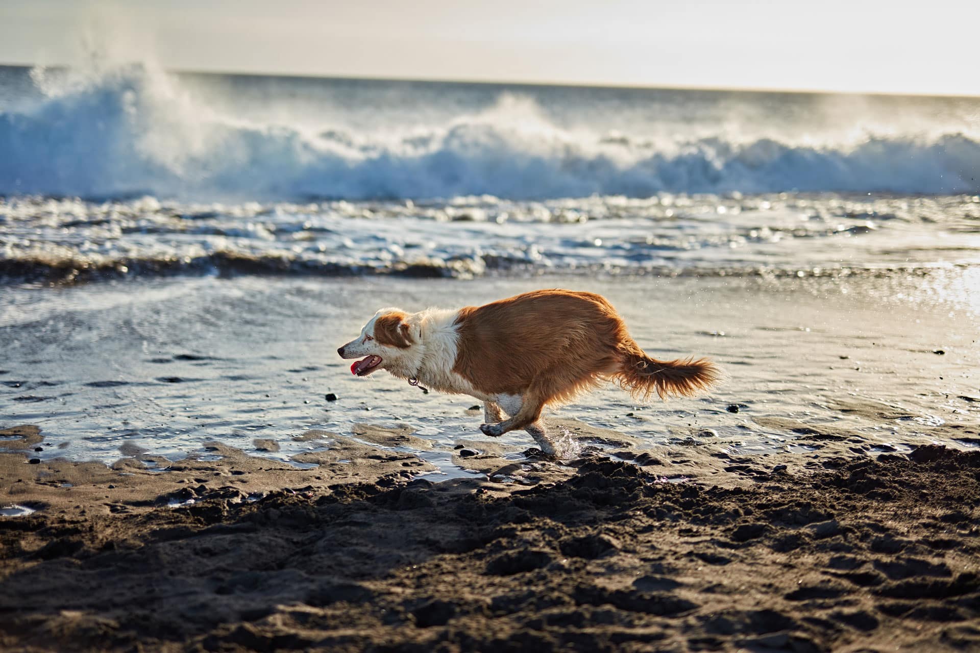 Happy and healthy dog running on the beach